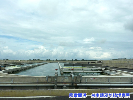 隆貴關係 台南藍藻培植場